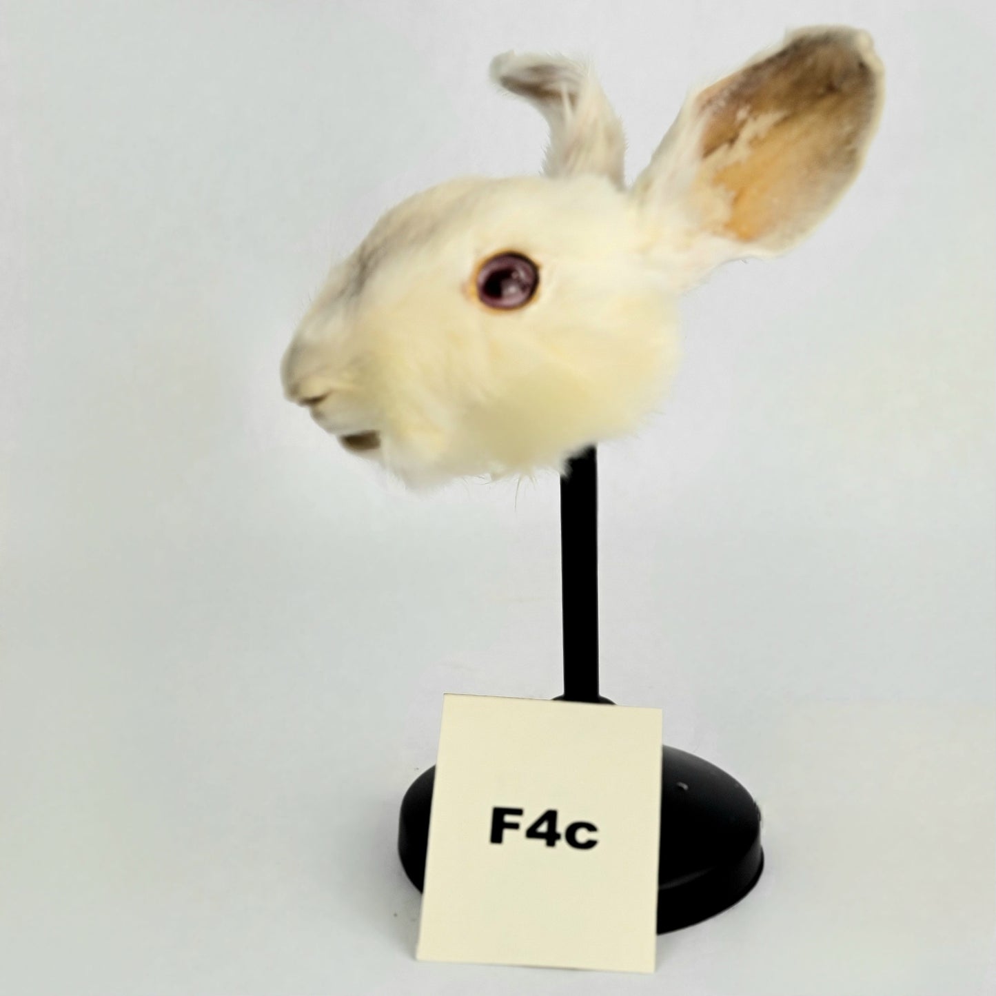 F4c Custom Anthropomorphic Rabbit Doll Deposit