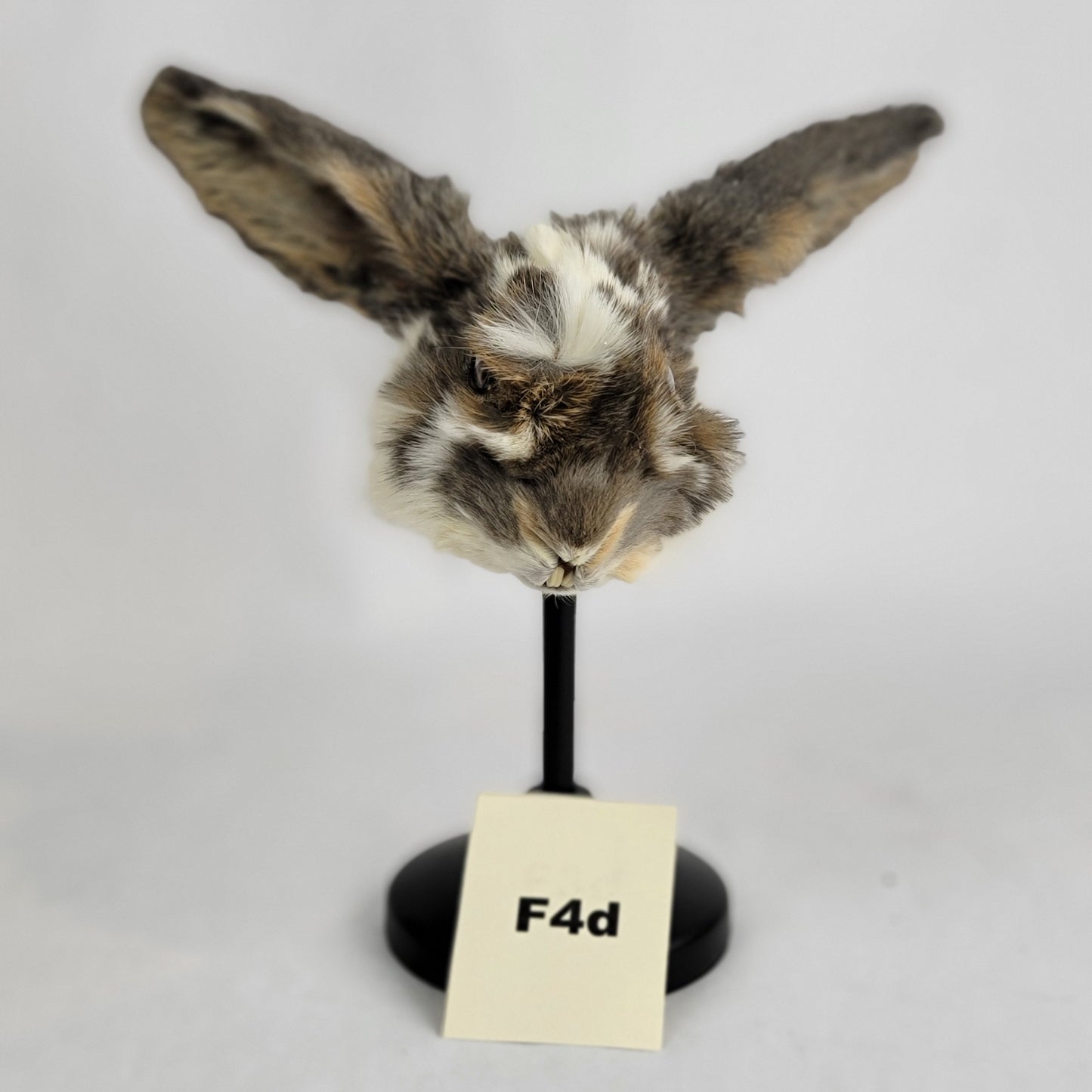 F4d Custom Anthropomorphic Rabbit Doll Deposit