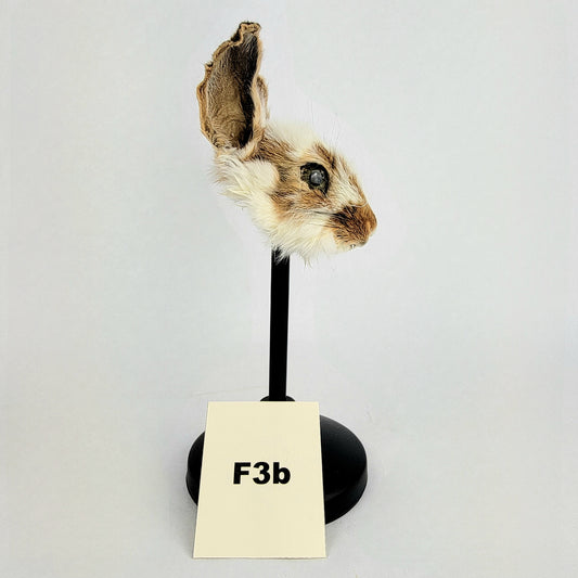 F3b Custom Anthropomorphic Rabbit Doll Deposit