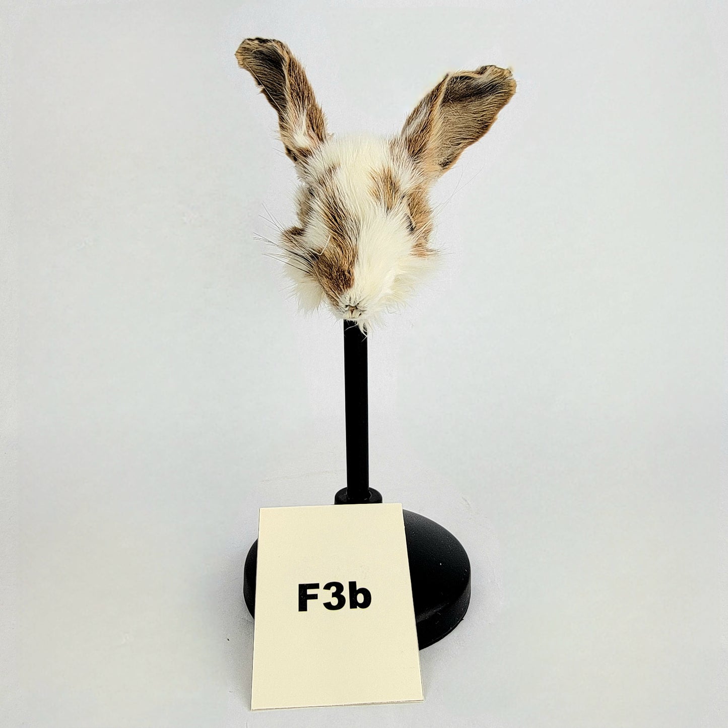 F3b Custom Anthropomorphic Rabbit Doll Deposit