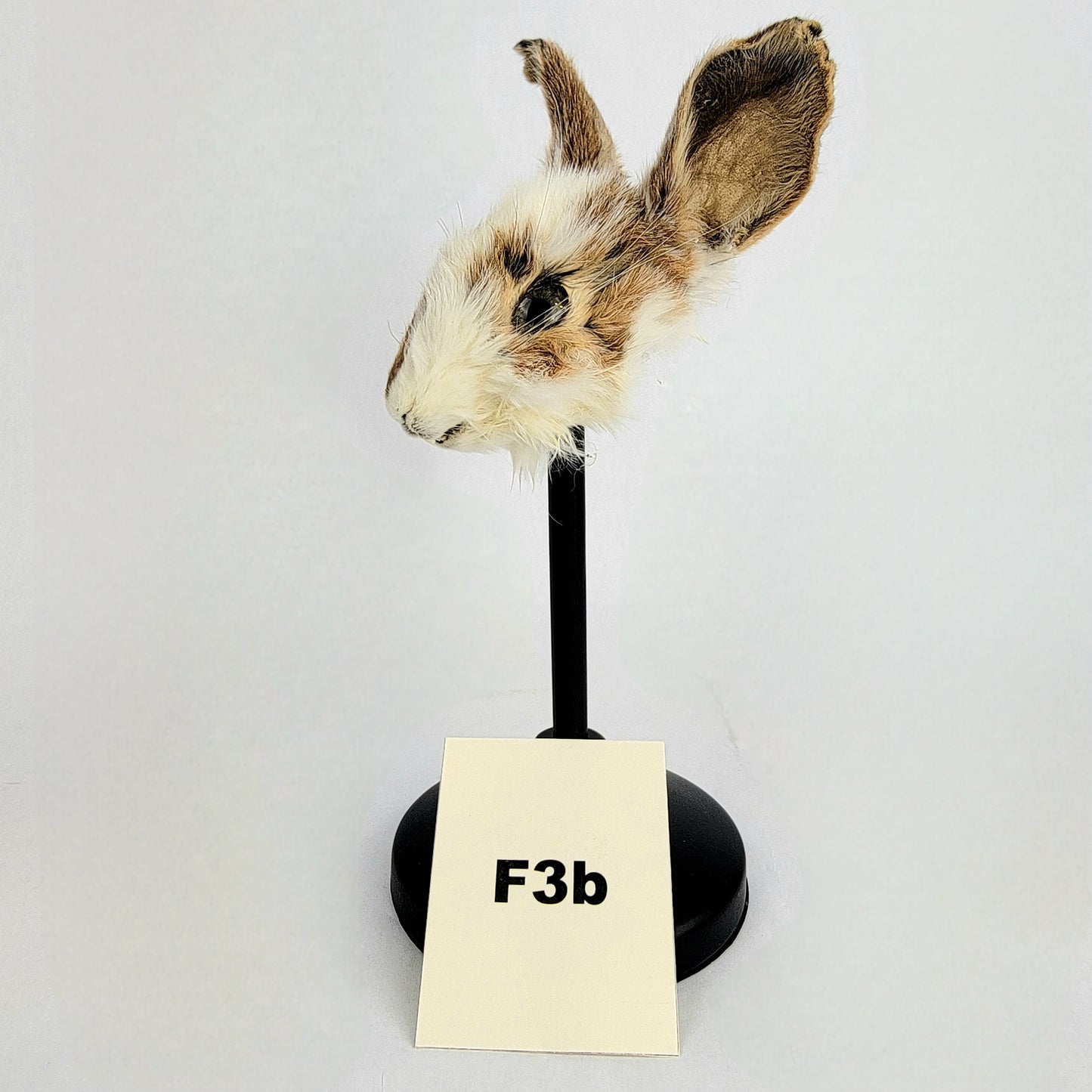 F3b Custom Anthropomorphic Rabbit Doll Deposit