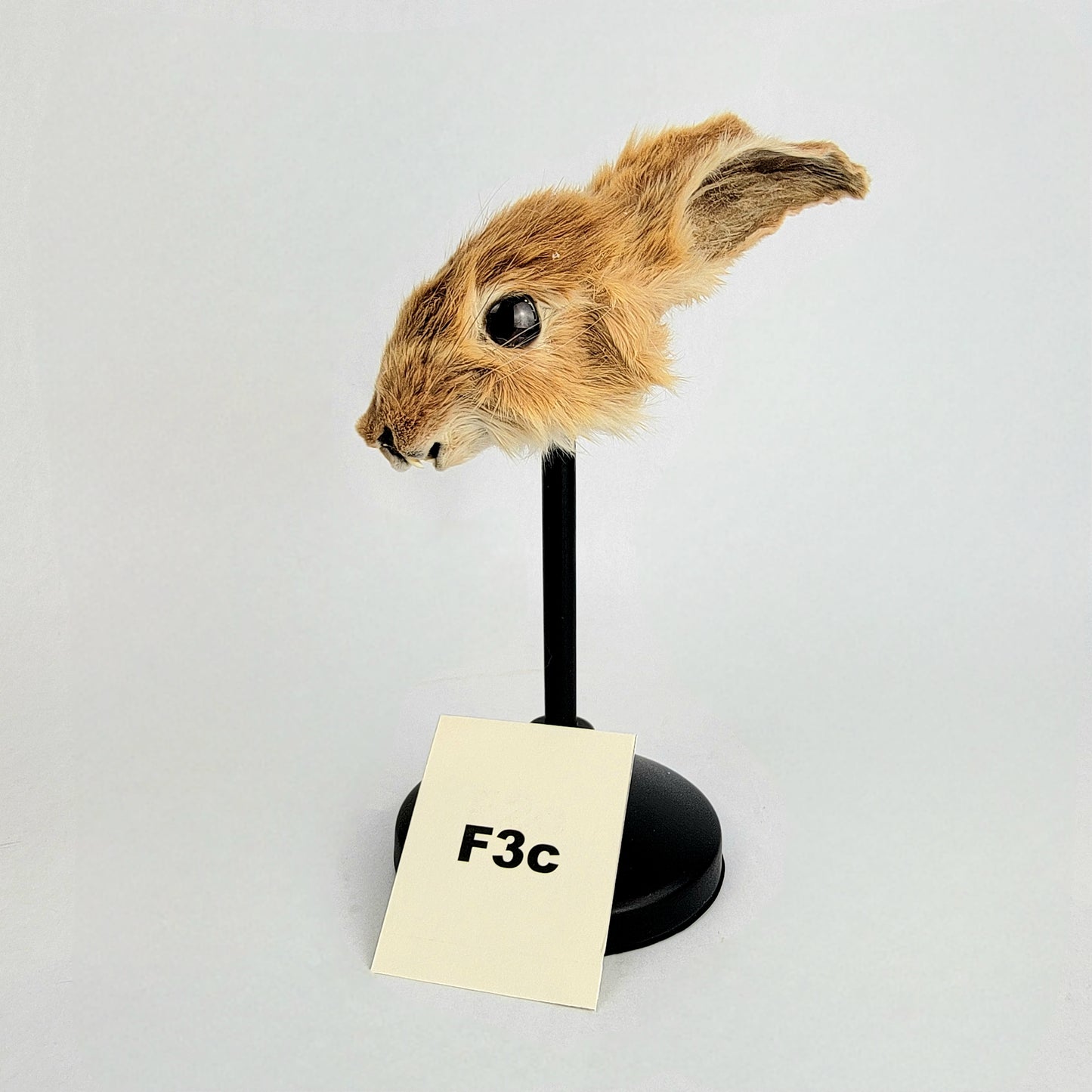 F3c Custom Anthropomorphic Rabbit Doll Deposit