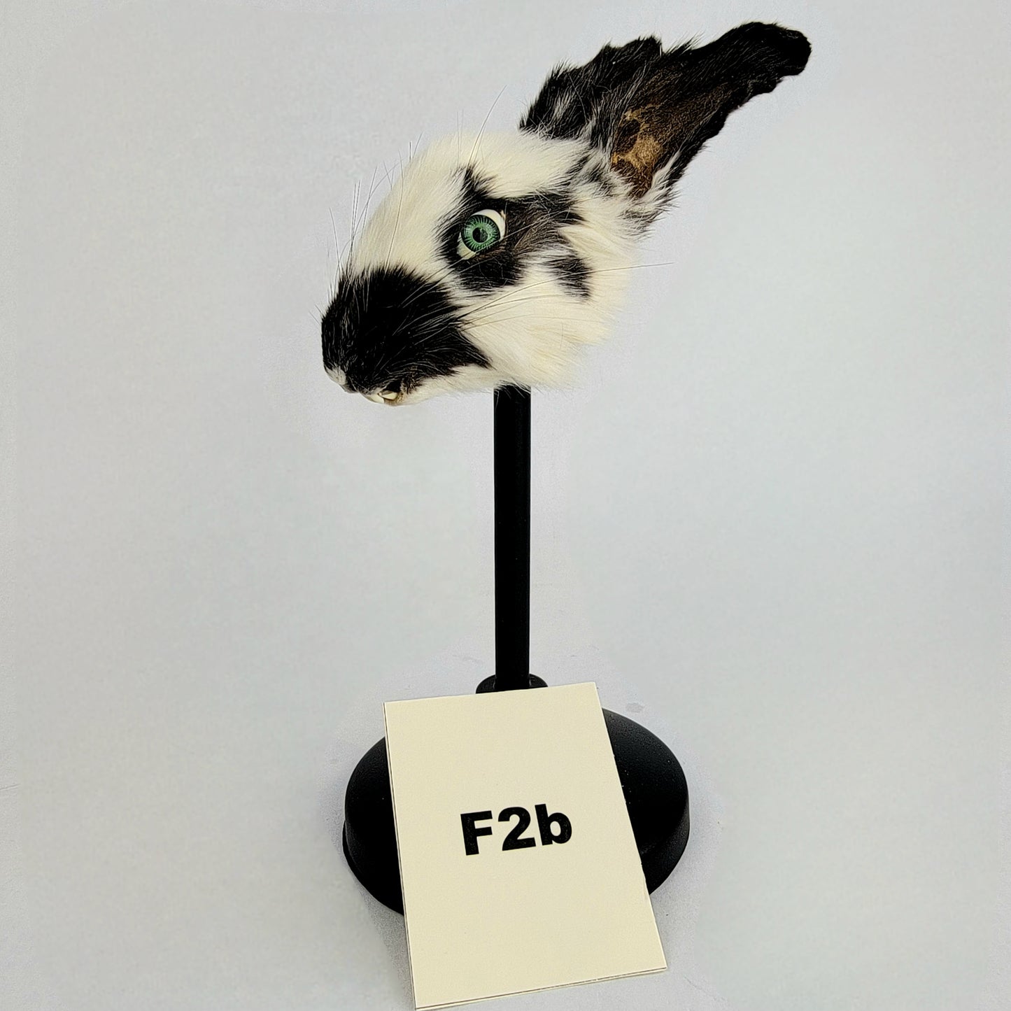 F2b Custom Anthropomorphic Rabbit Doll Deposit