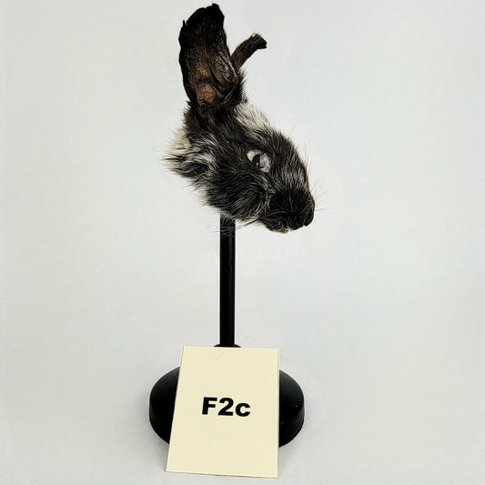 F2c Custom Anthropomorphic Rabbit Doll Deposit