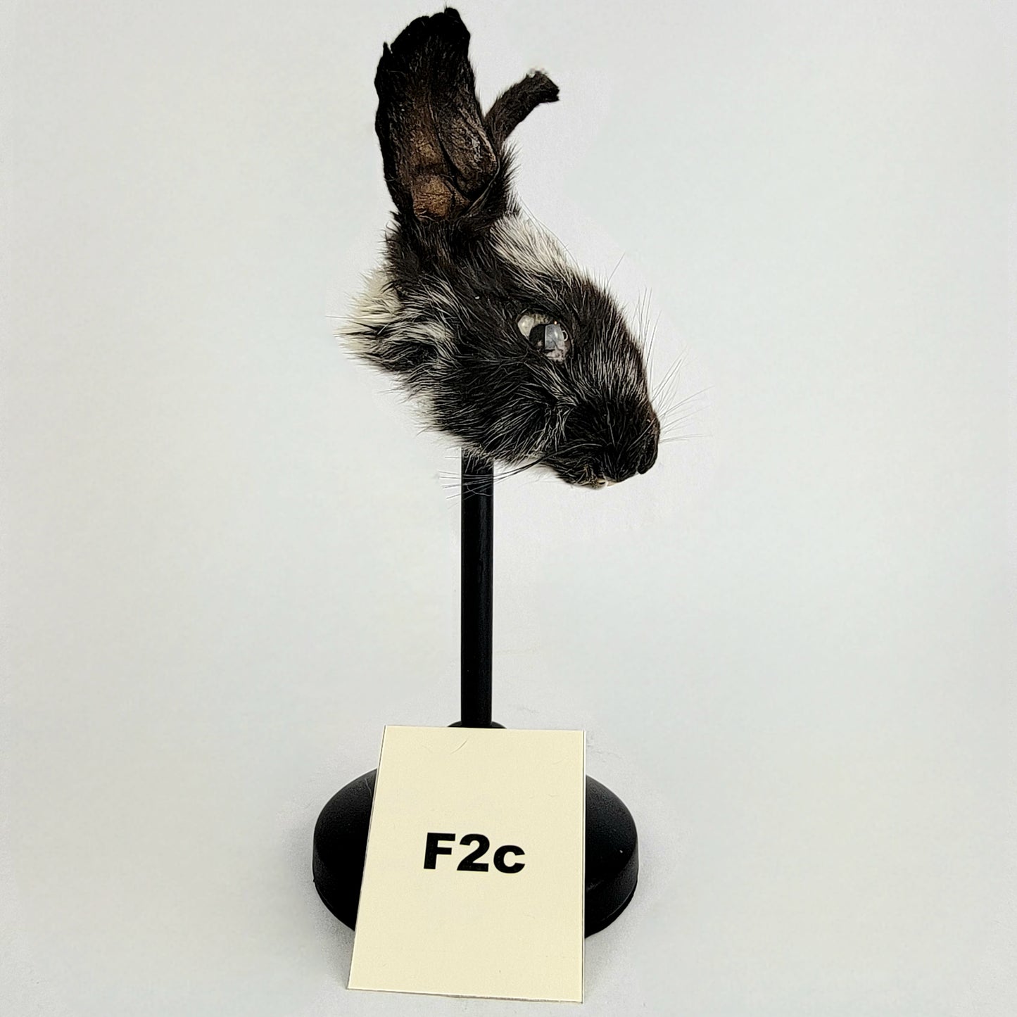 F2c Custom Anthropomorphic Rabbit Doll Deposit