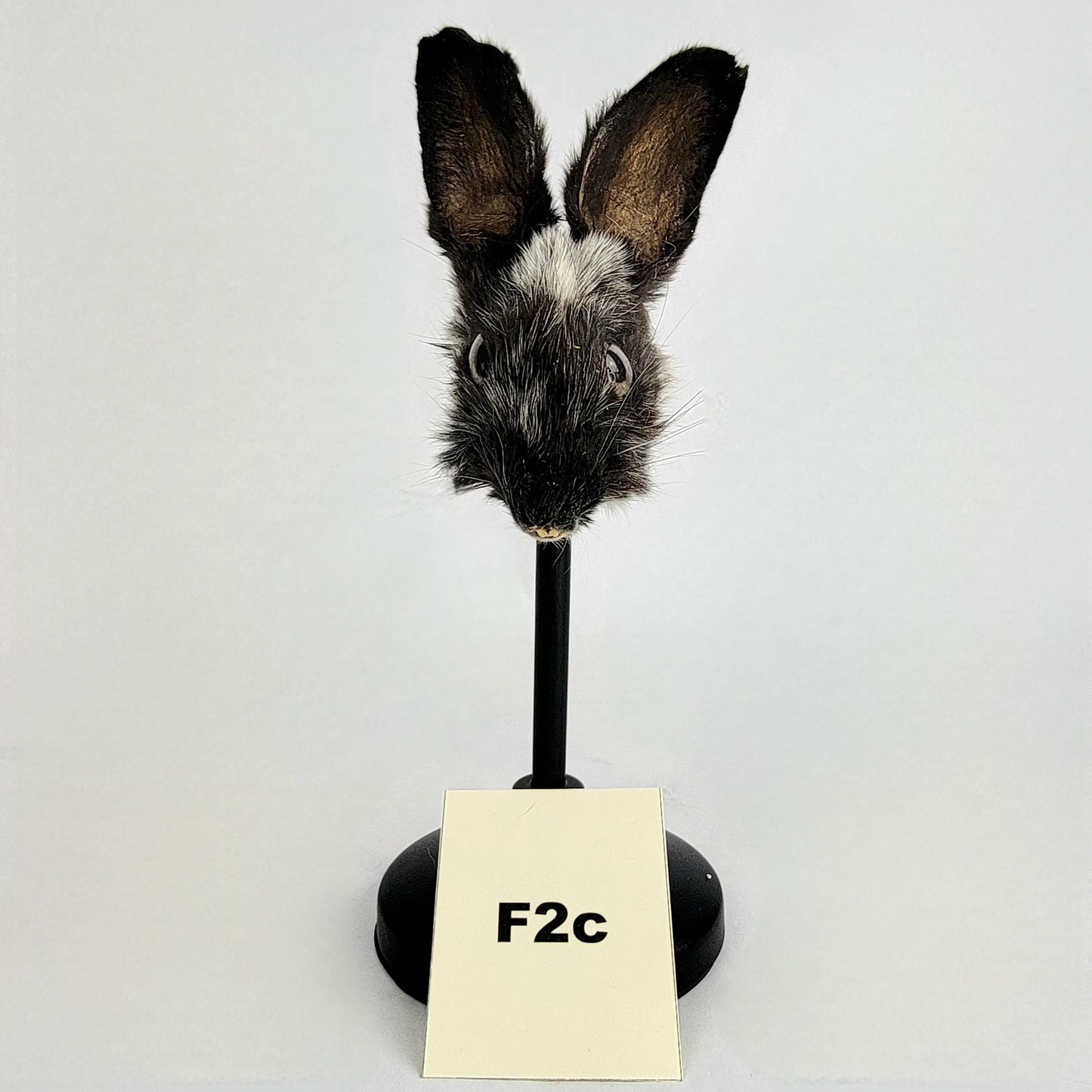 F2c Custom Anthropomorphic Rabbit Doll Deposit