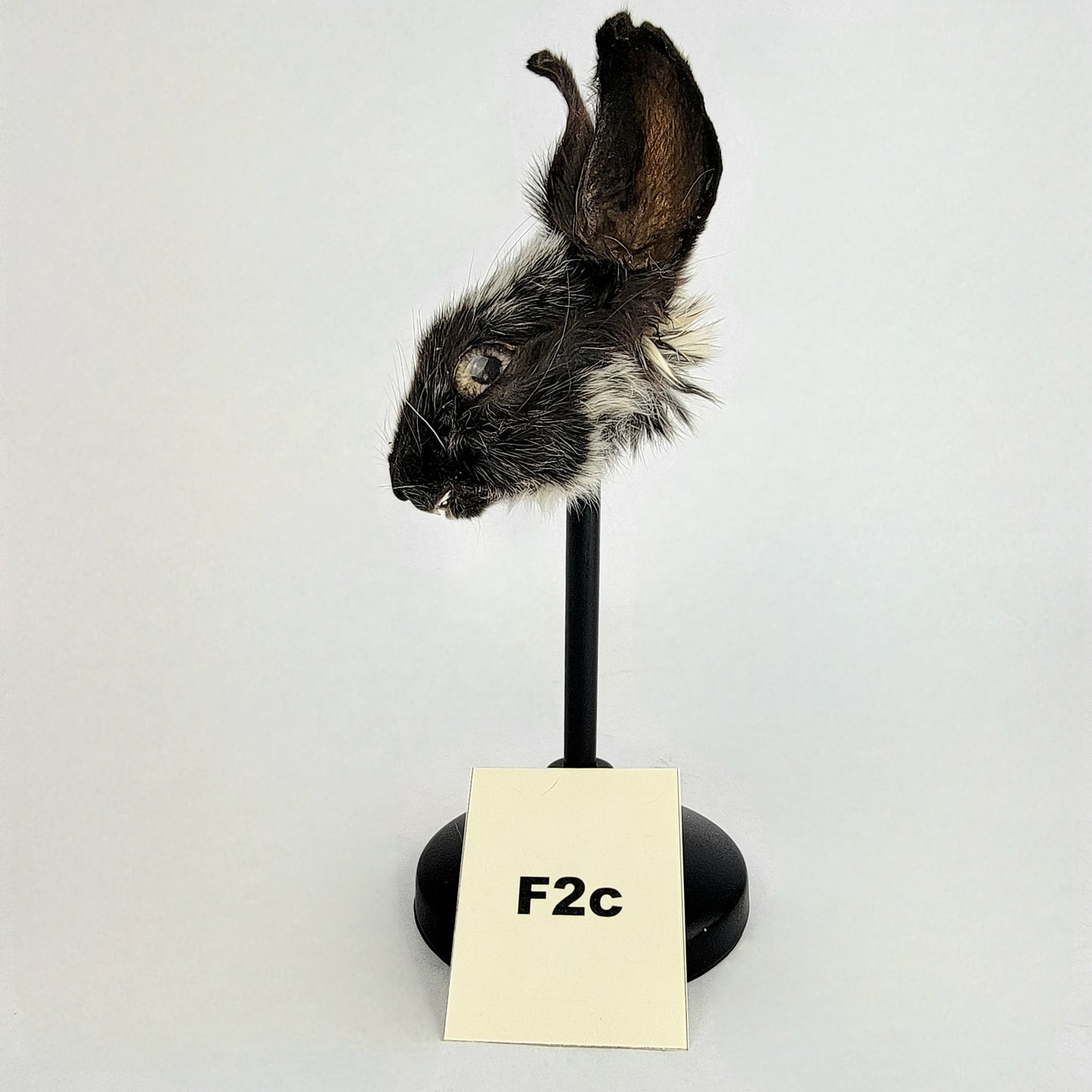 F2c Custom Anthropomorphic Rabbit Doll Deposit