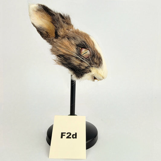 F2d Custom Anthropomorphic Rabbit Doll Deposit