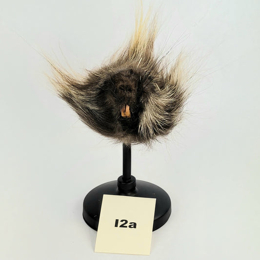 I2a Anthropomorphic Porcupine Doll Deposit