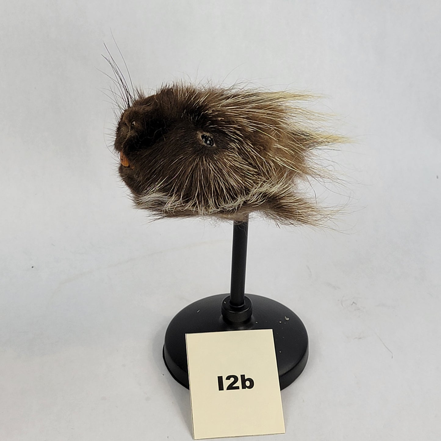 I2b Anthropomorphic Porcupine Doll Deposit