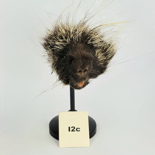 I2c Anthropomorphic Porcupine Doll Deposit