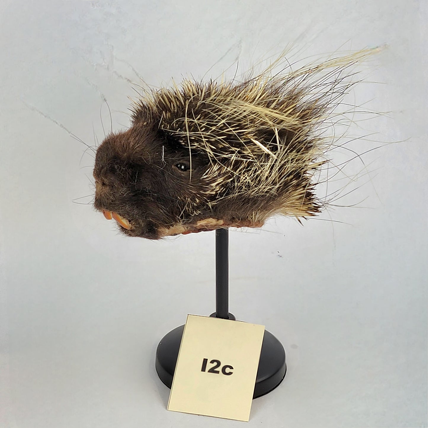 I2c Anthropomorphic Porcupine Doll Deposit