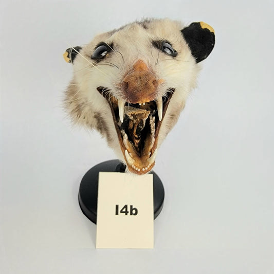 I4b Custom Anthropomorphic Opossum Doll Deposit