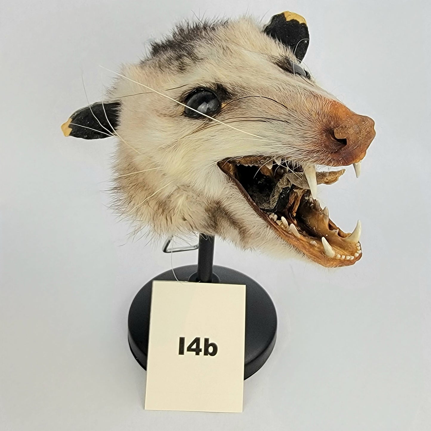 I4b Custom Anthropomorphic Opossum Doll Deposit