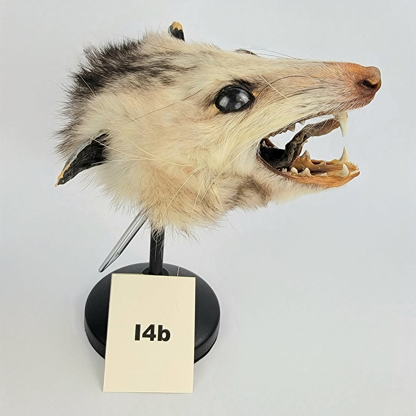 I4b Custom Anthropomorphic Opossum Doll Deposit