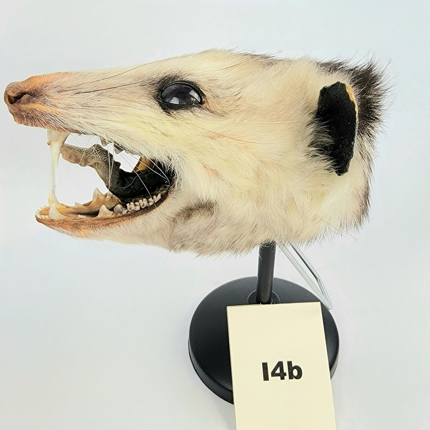 I4b Custom Anthropomorphic Opossum Doll Deposit