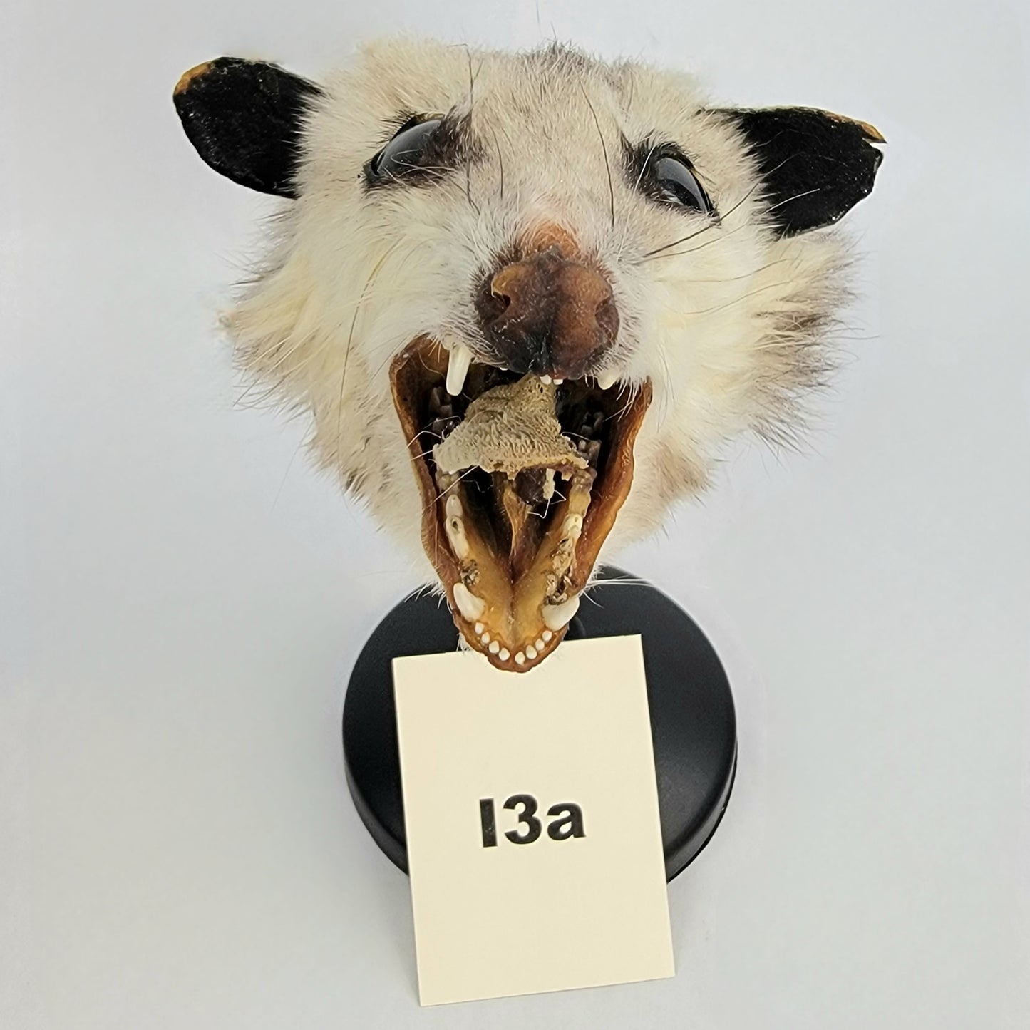 I3a Custom Anthropomorphic Opossum Doll Deposit