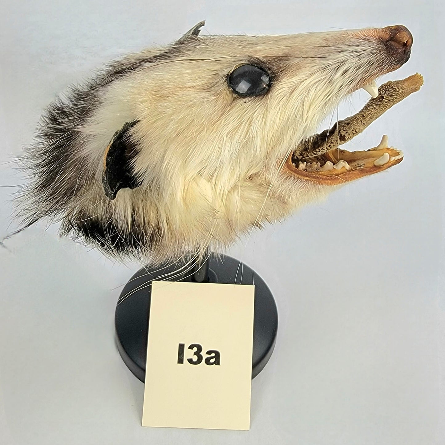 I3a Custom Anthropomorphic Opossum Doll Deposit