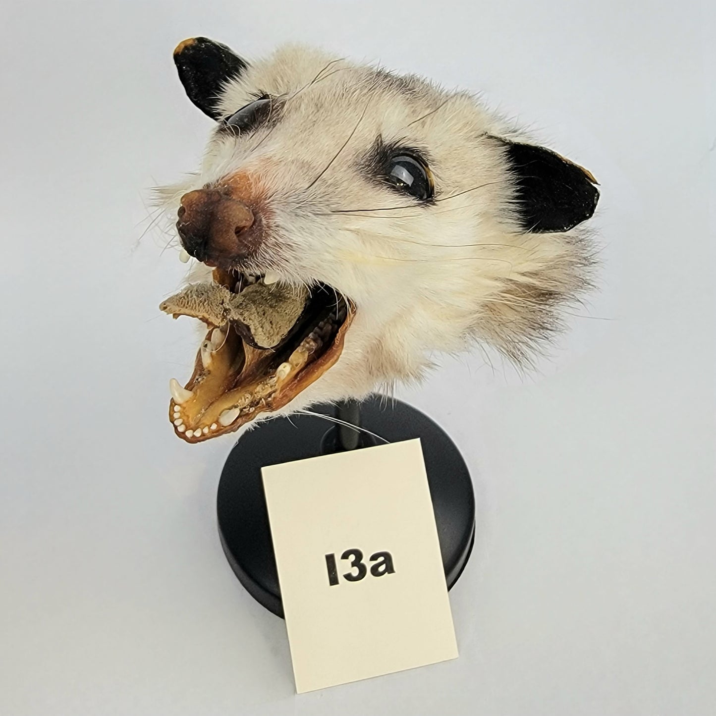 I3a Custom Anthropomorphic Opossum Doll Deposit