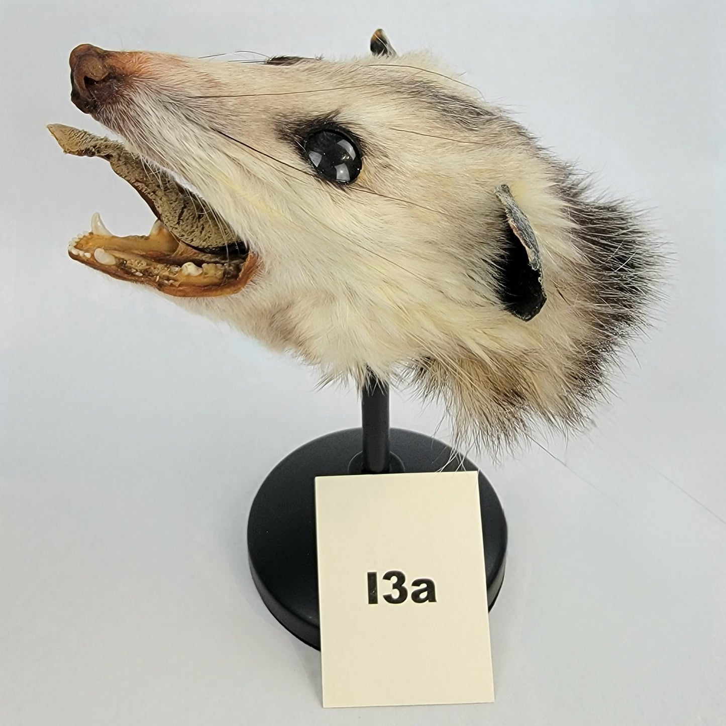 I3a Custom Anthropomorphic Opossum Doll Deposit