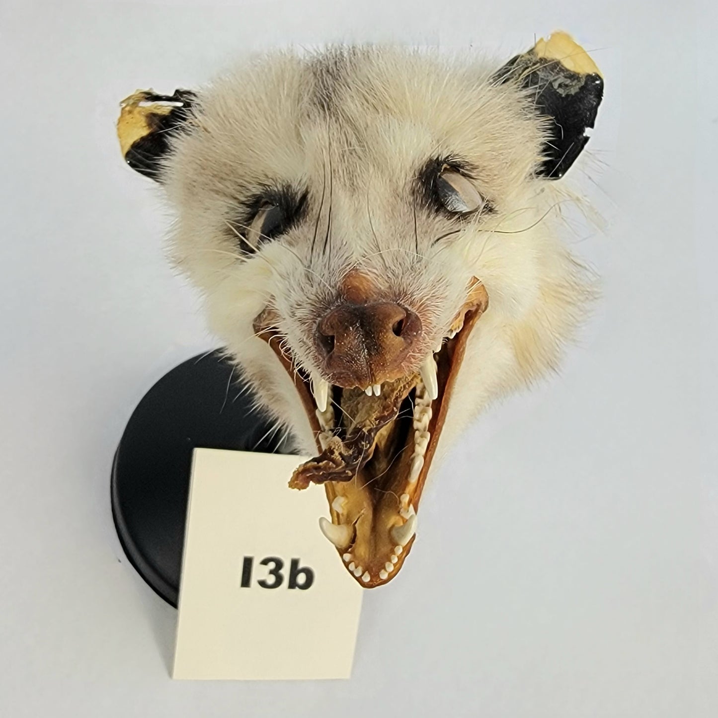 I3b Custom Anthropomorphic Opossum Doll Deposit