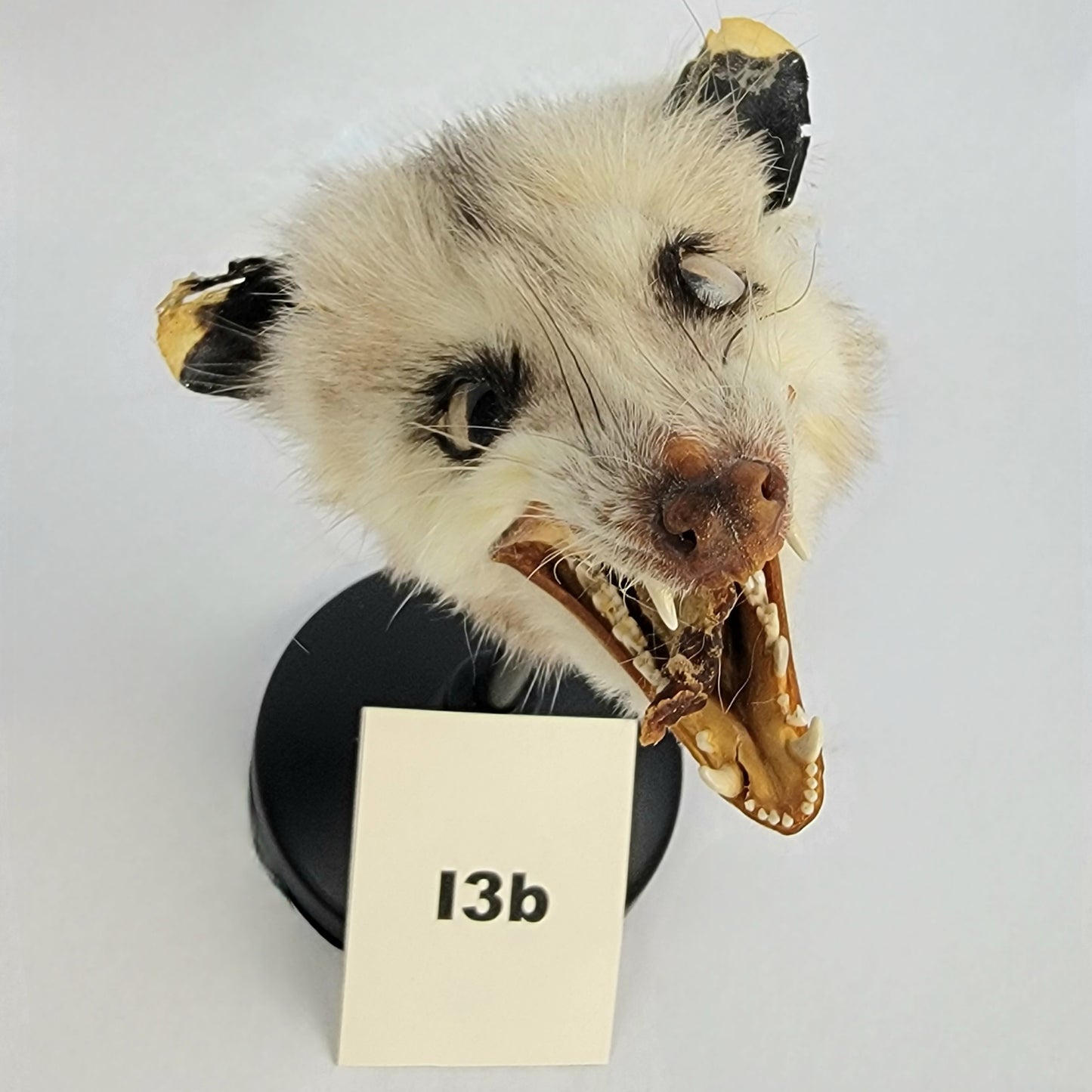 I3b Custom Anthropomorphic Opossum Doll Deposit