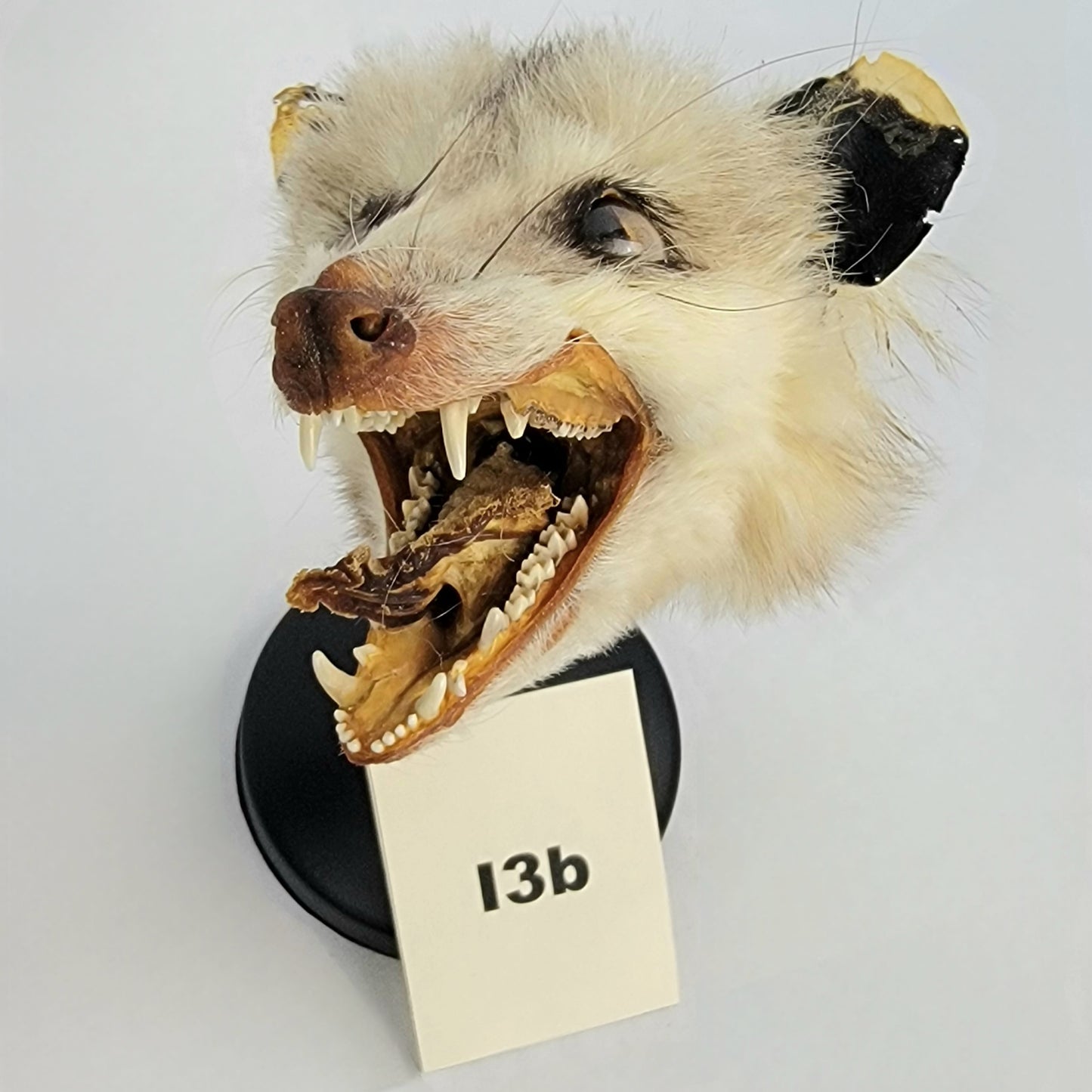 I3b Custom Anthropomorphic Opossum Doll Deposit