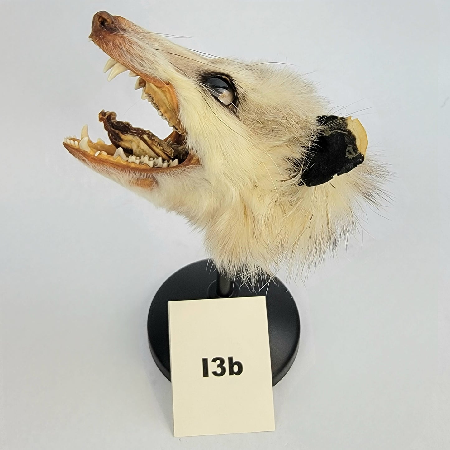 I3b Custom Anthropomorphic Opossum Doll Deposit