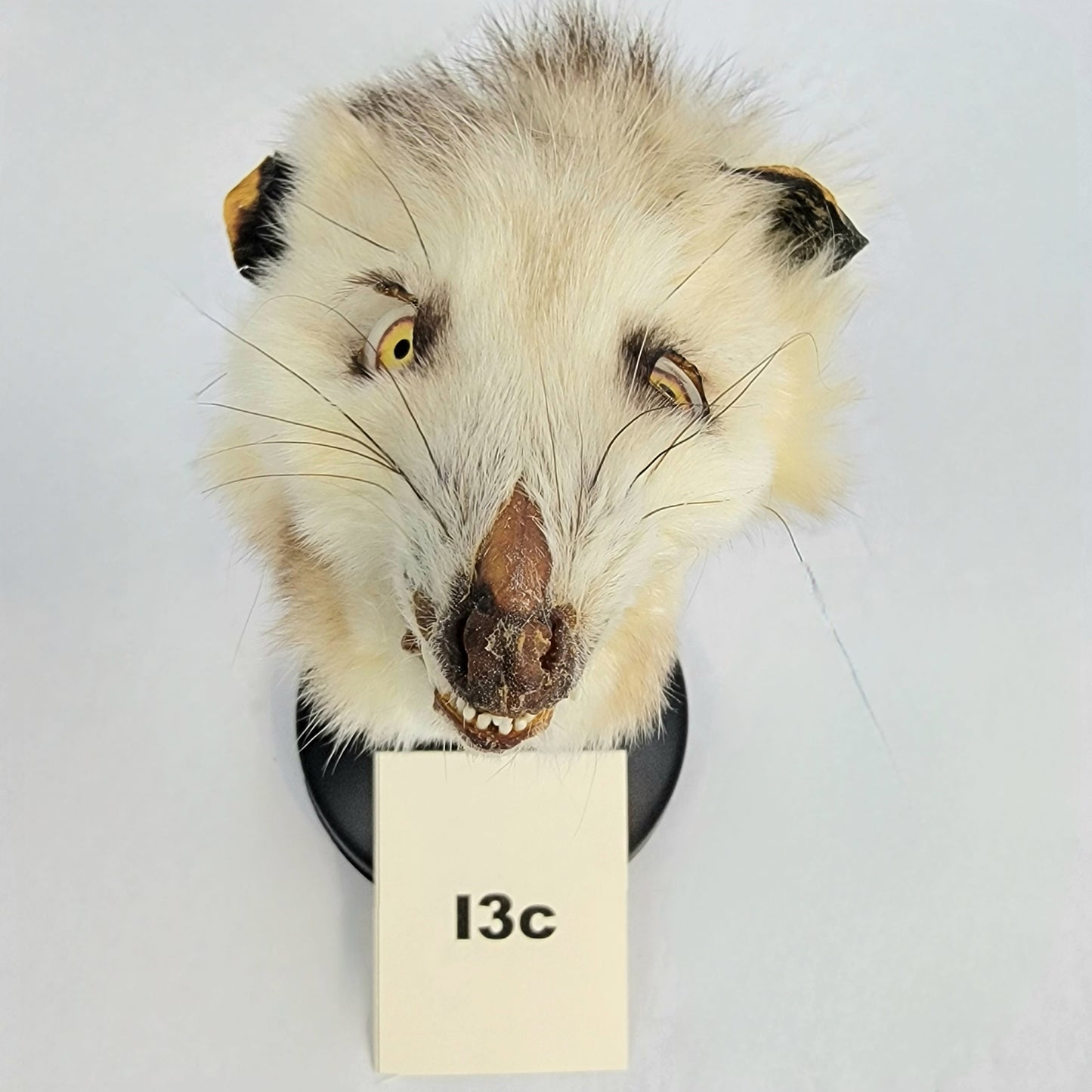 I3c Custom Anthropomorphic Opossum Doll Deposit