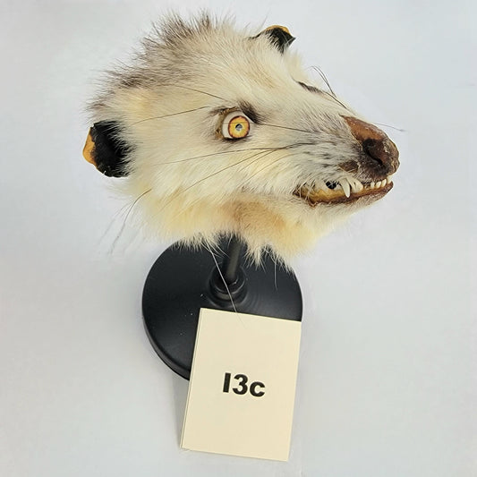 I3c Custom Anthropomorphic Opossum Doll Deposit