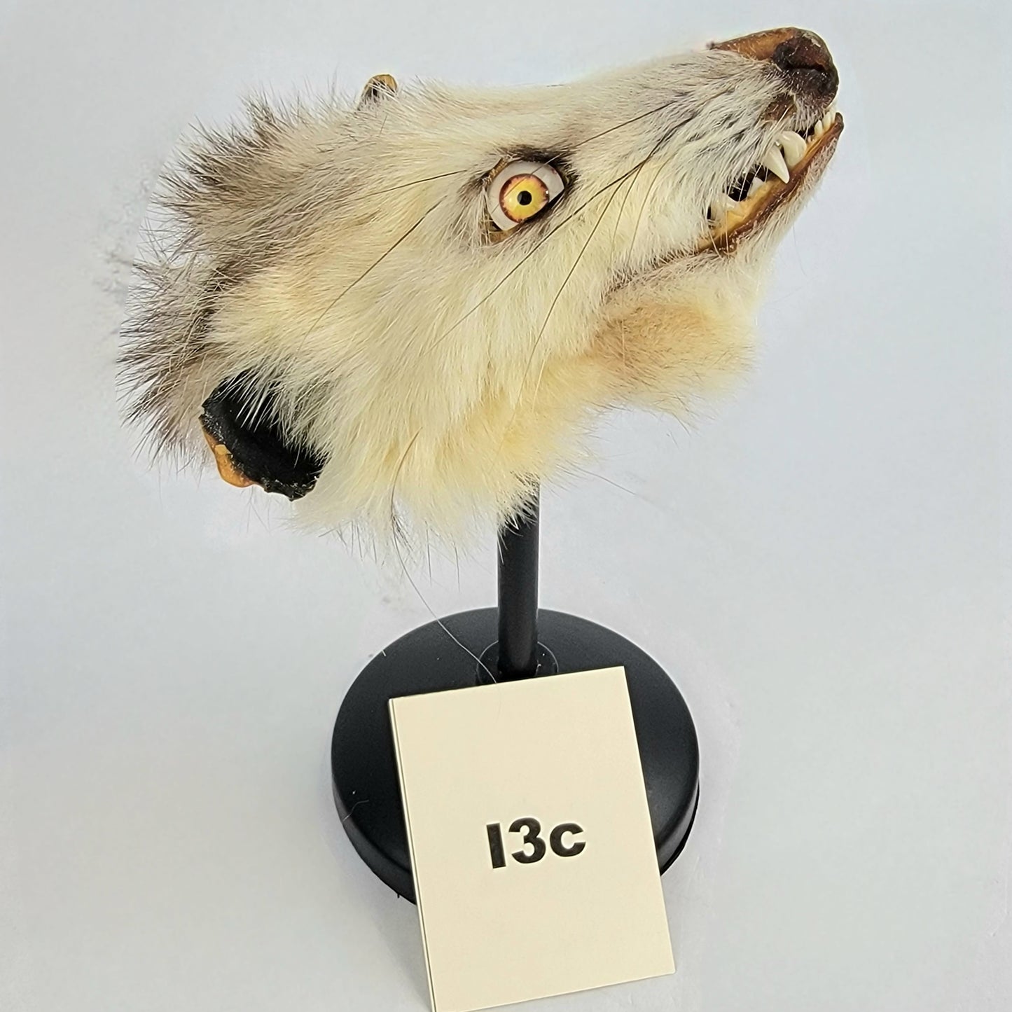 I3c Custom Anthropomorphic Opossum Doll Deposit
