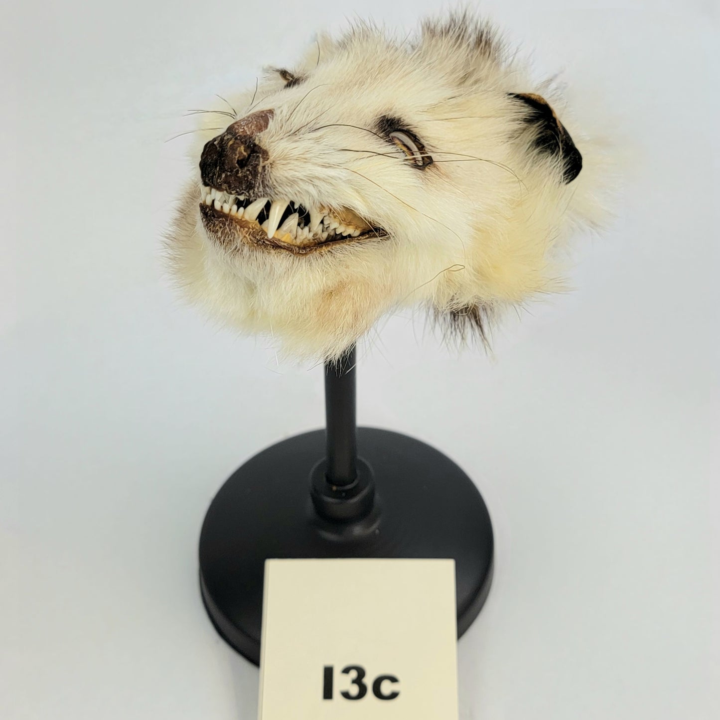 I3c Custom Anthropomorphic Opossum Doll Deposit