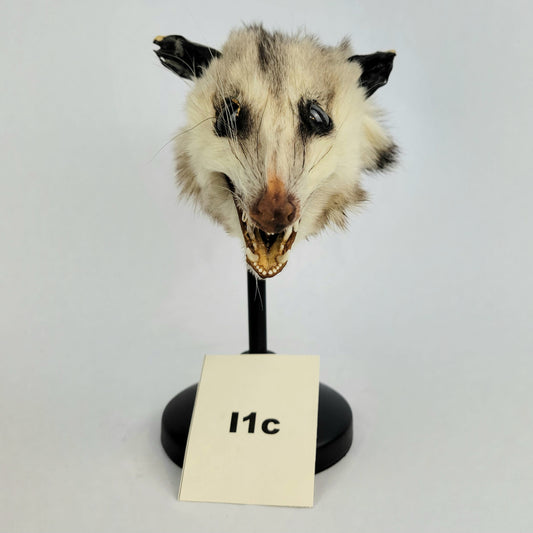 I1c Custom Anthropomorphic Opossum Doll Deposit