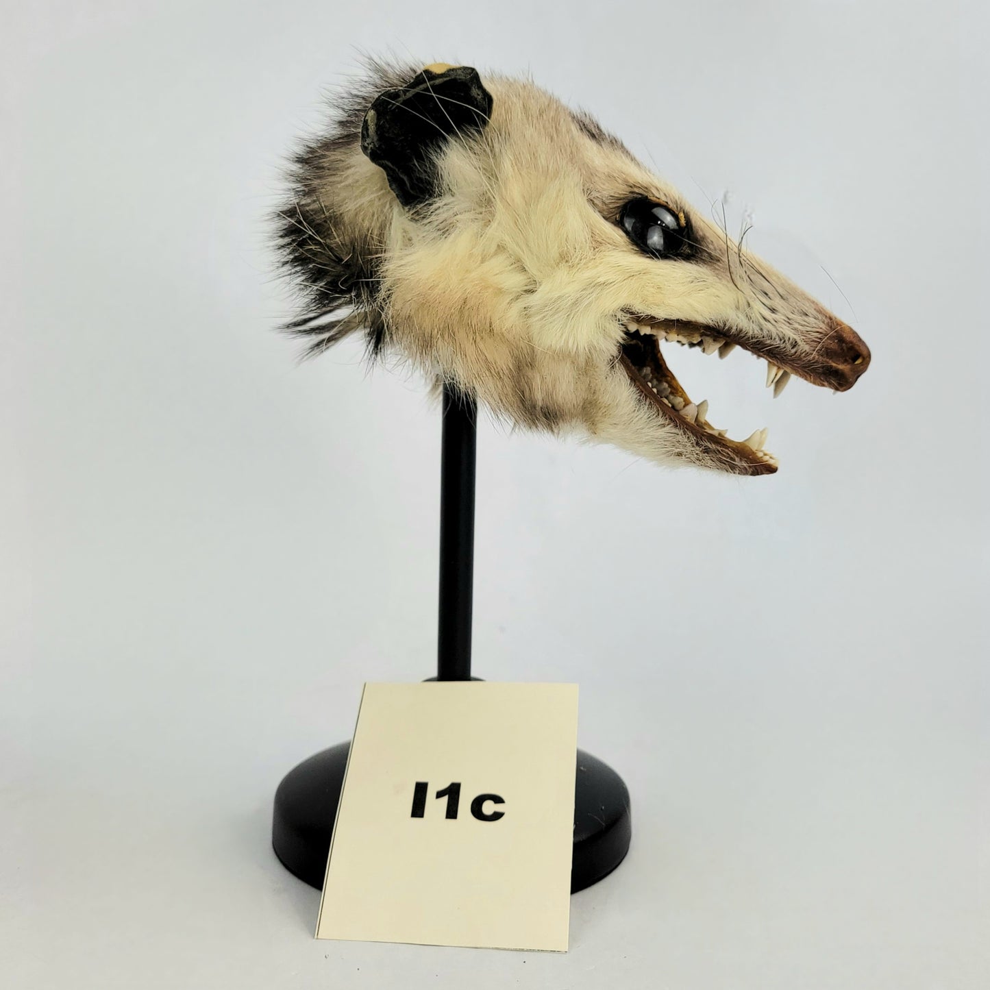 I1c Custom Anthropomorphic Opossum Doll Deposit