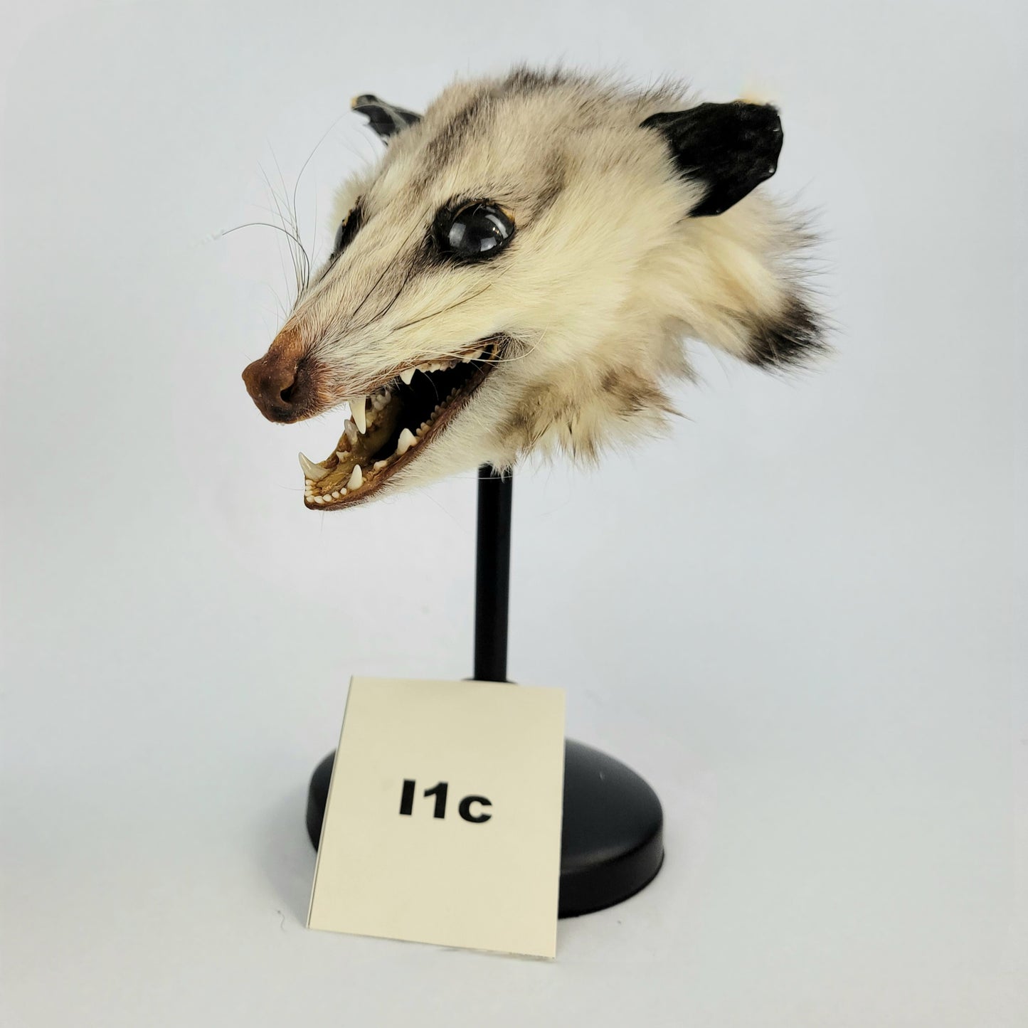 I1c Custom Anthropomorphic Opossum Doll Deposit