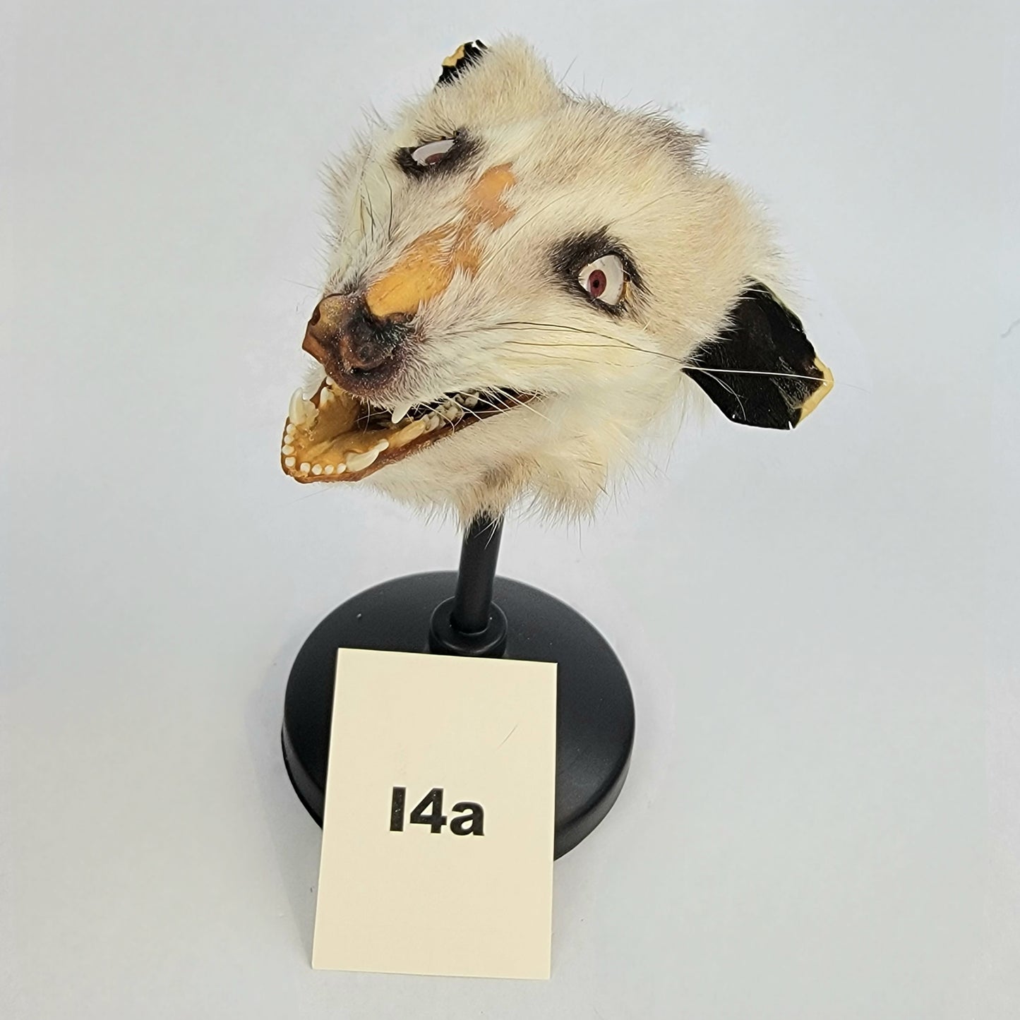 I4a Custom Anthropomorphic Opossum Doll Deposit