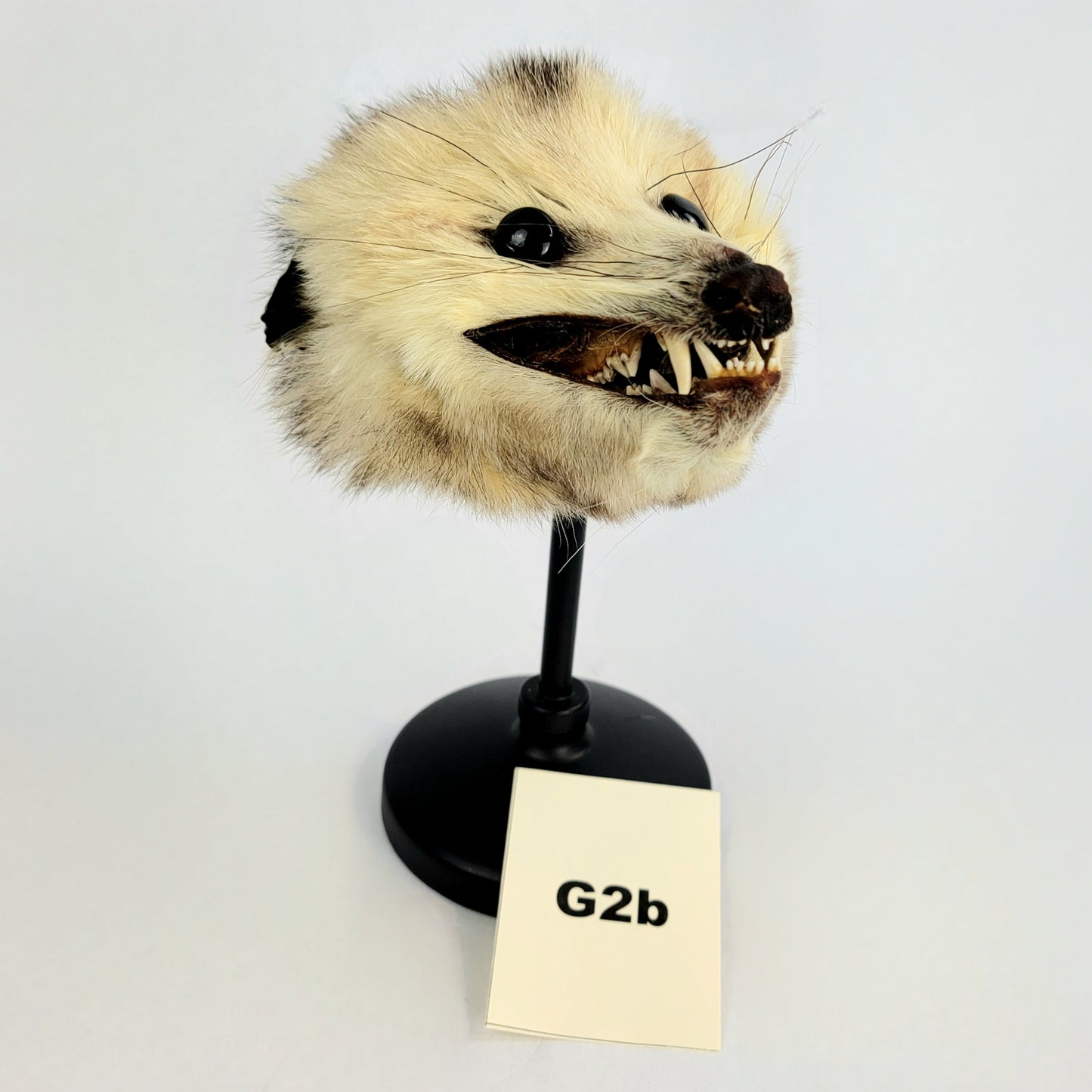 G2b Custom Anthropomorphic Opossum Doll Deposit