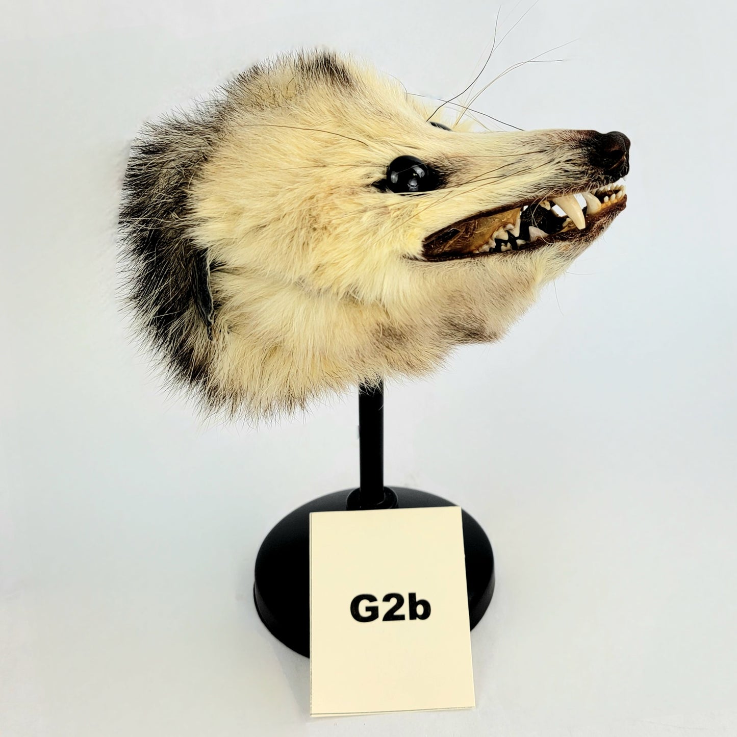G2b Custom Anthropomorphic Opossum Doll Deposit