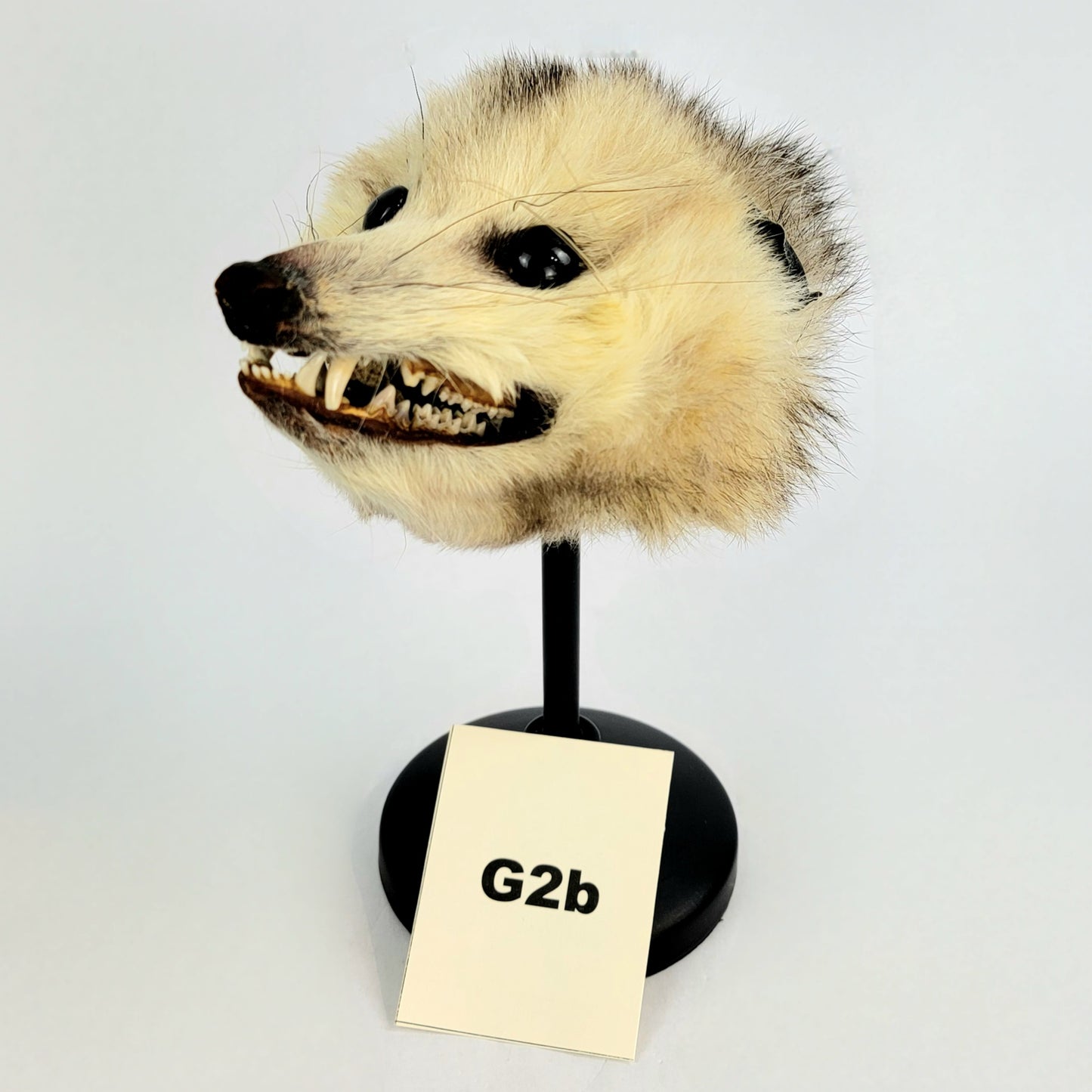 G2b Custom Anthropomorphic Opossum Doll Deposit