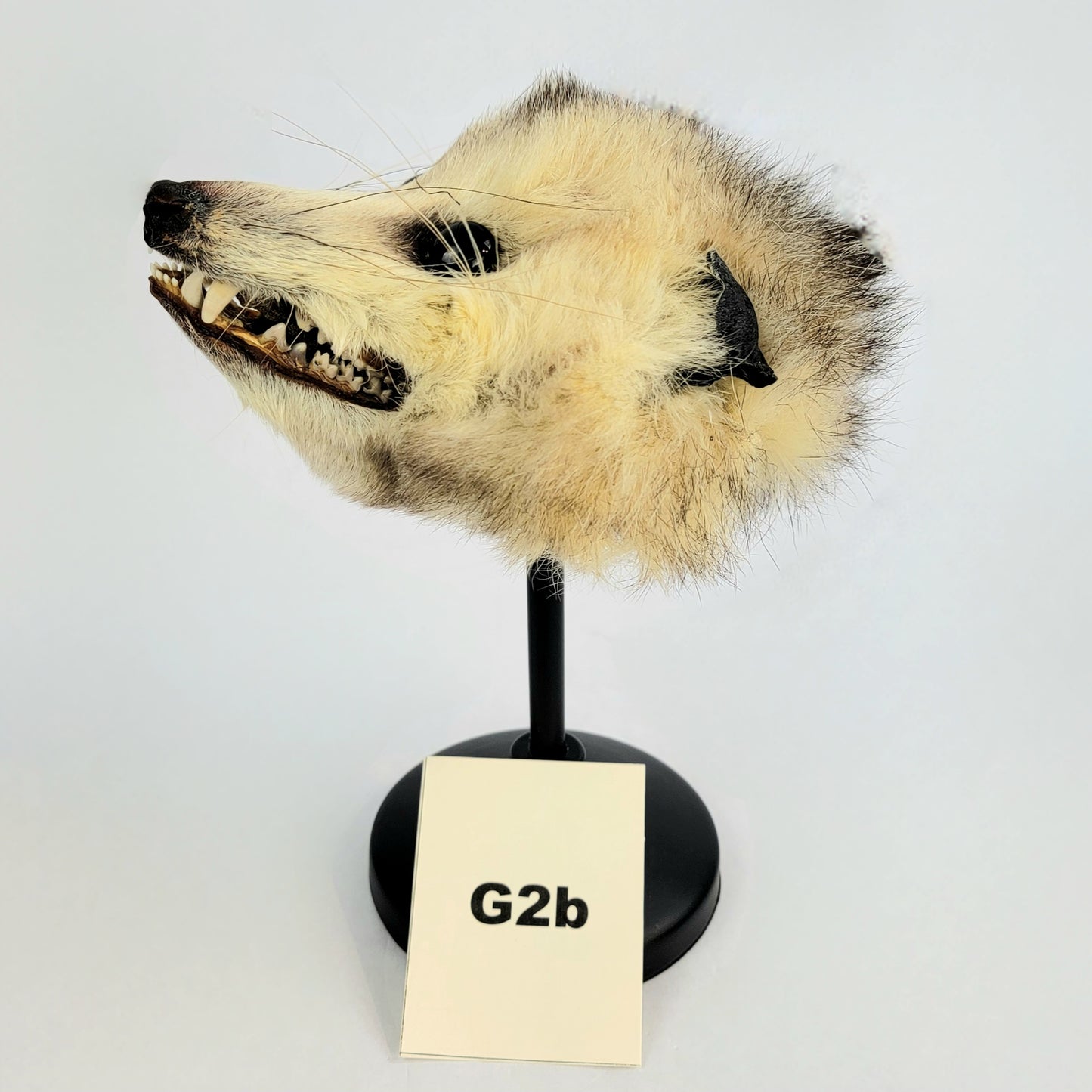 G2b Custom Anthropomorphic Opossum Doll Deposit