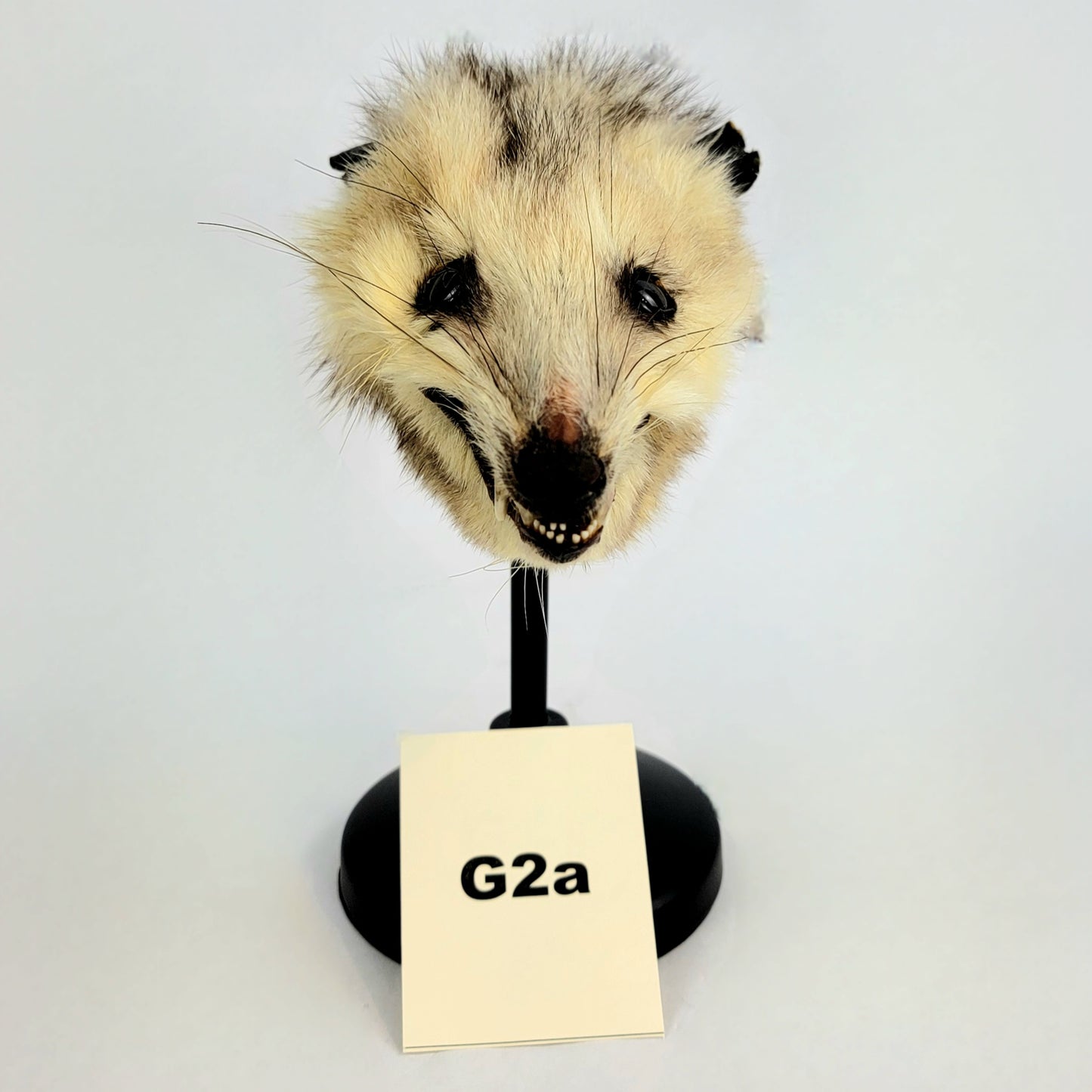 G2a Custom Anthropomorphic Opossum Doll Deposit