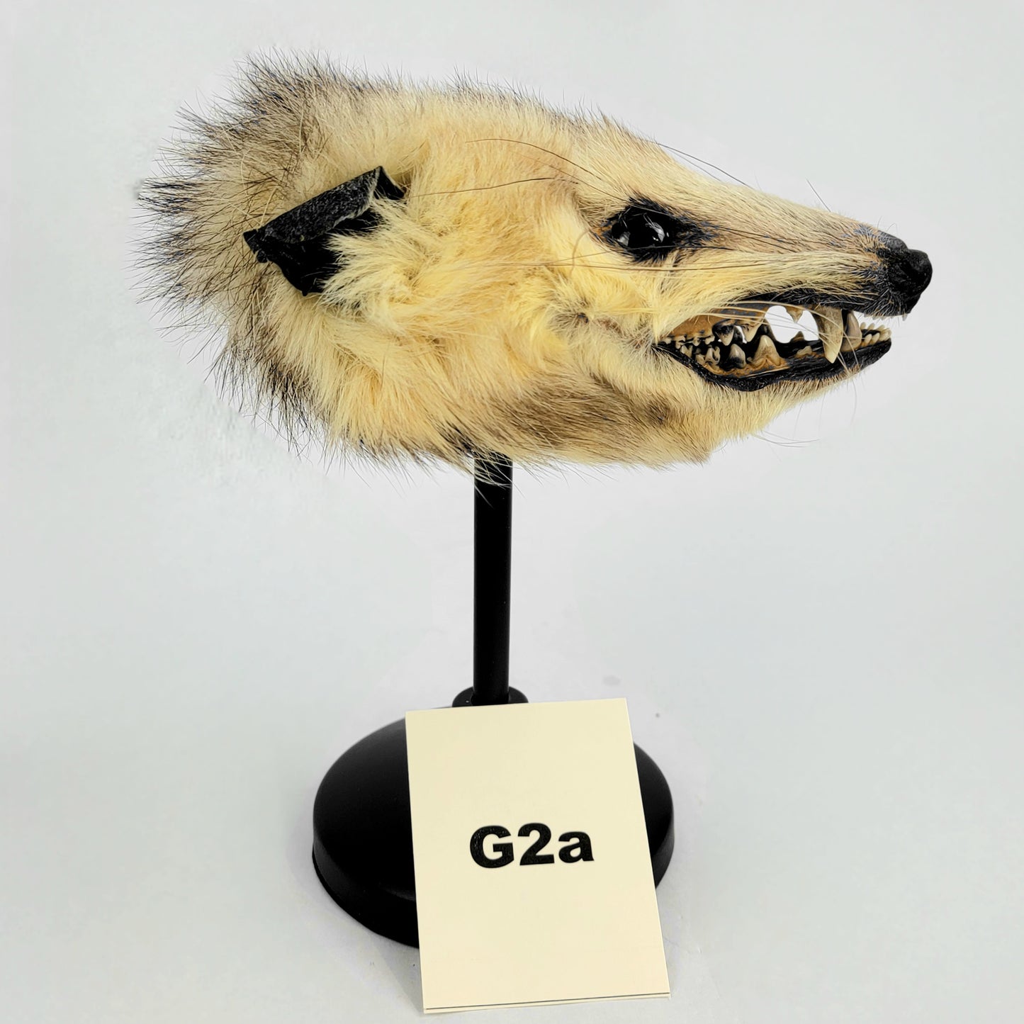G2a Custom Anthropomorphic Opossum Doll Deposit