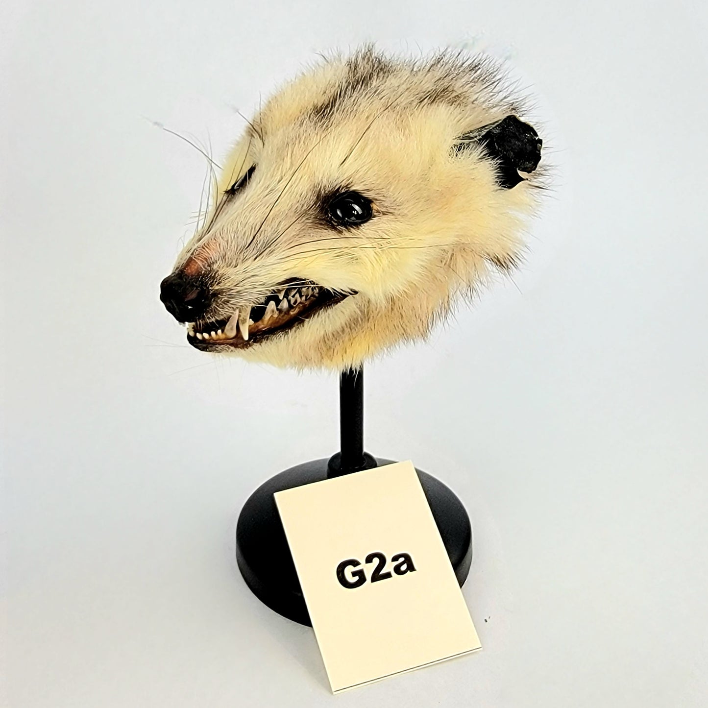 G2a Custom Anthropomorphic Opossum Doll Deposit