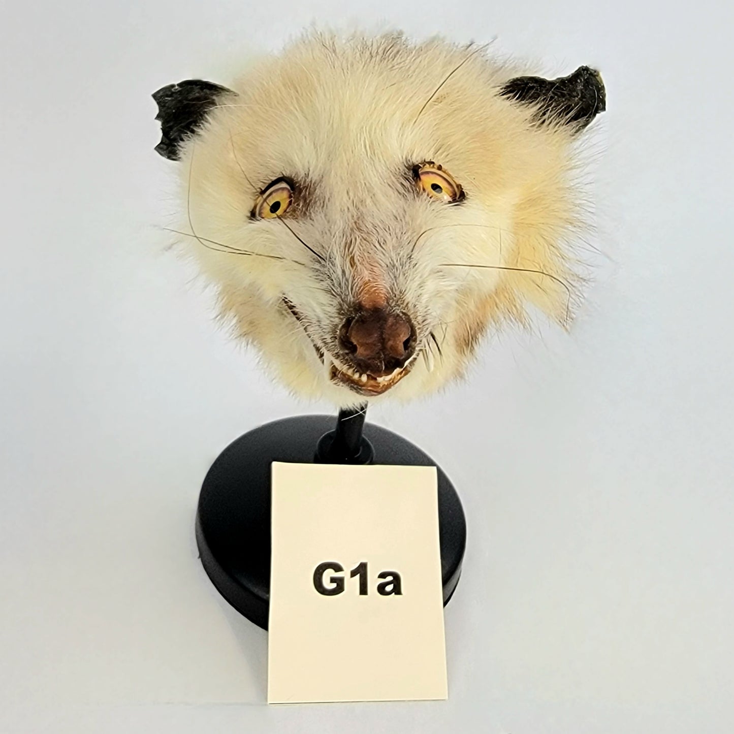 G1a Custom Anthropomorphic Opossum Doll Deposit