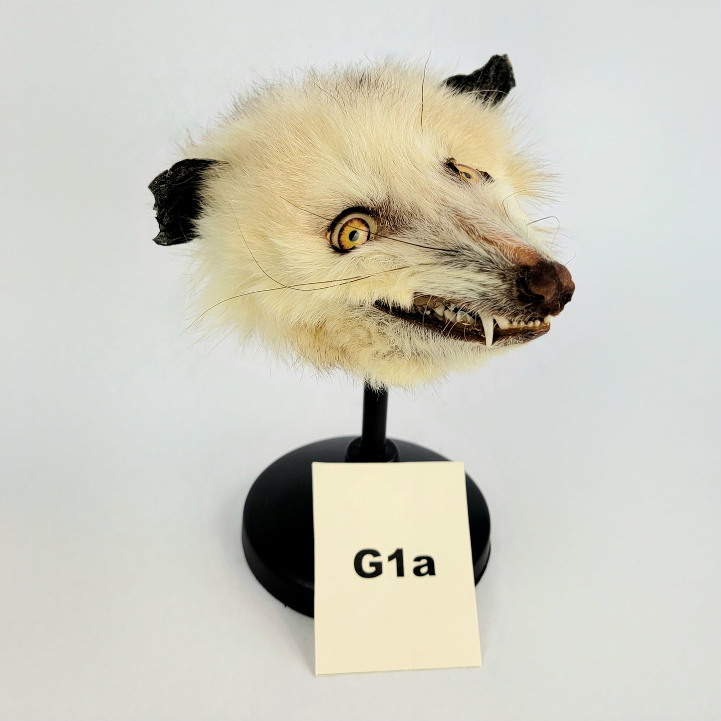 G1a Custom Anthropomorphic Opossum Doll Deposit