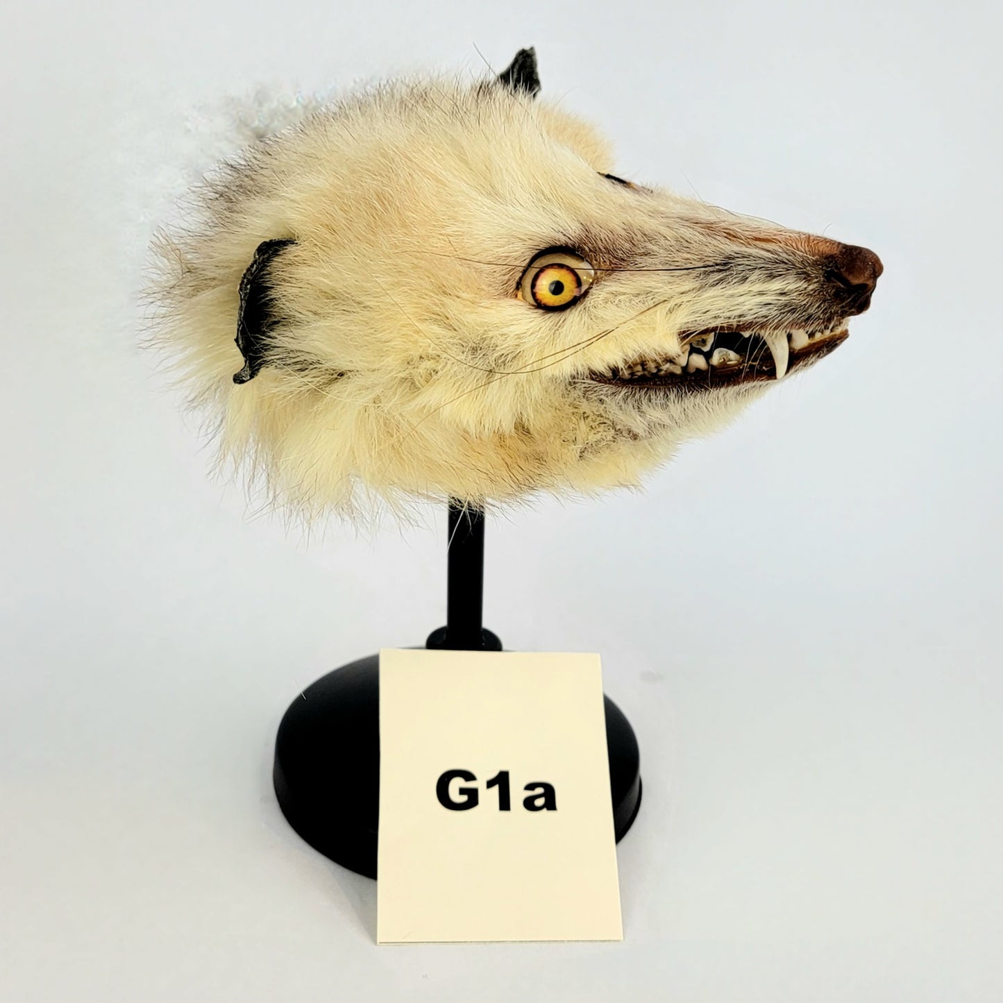 G1a Custom Anthropomorphic Opossum Doll Deposit