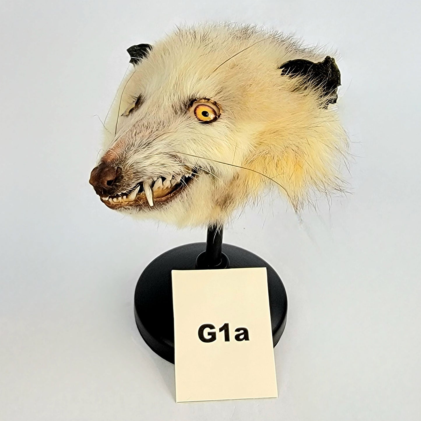 G1a Custom Anthropomorphic Opossum Doll Deposit