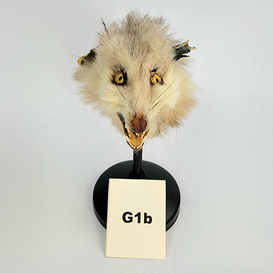 G1b Custom Anthropomorphic Opossum Doll Deposit