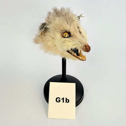 G1b Custom Anthropomorphic Opossum Doll Deposit