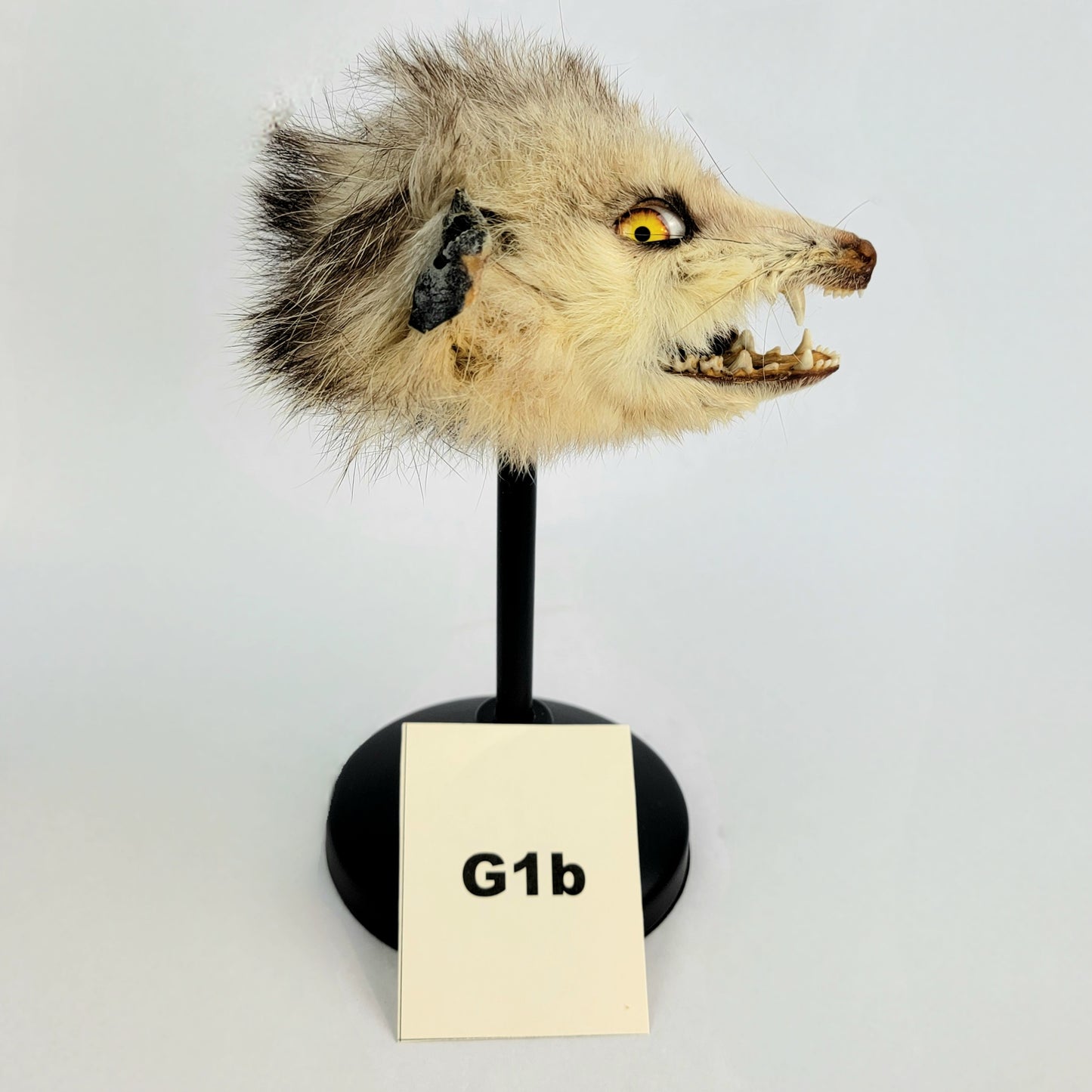 G1b Custom Anthropomorphic Opossum Doll Deposit